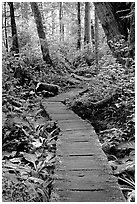 Boardwalk in rain forest. Pacific Rim National Park, Vancouver Island, British Columbia, Canada ( black and white)