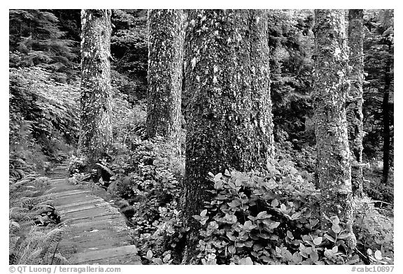 Boardwalk and trees in rain forest. Pacific Rim National Park, Vancouver Island, British Columbia, Canada (black and white)