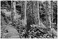 Boardwalk and trees in rain forest. Pacific Rim National Park, Vancouver Island, British Columbia, Canada ( black and white)