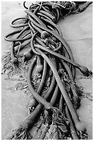 Detail of kelp on beach. Pacific Rim National Park, Vancouver Island, British Columbia, Canada ( black and white)