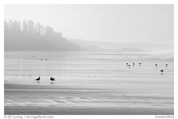 Seabirds, Long Beach, early morning. Pacific Rim National Park, Vancouver Island, British Columbia, Canada (black and white)