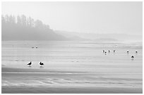 Seabirds, Long Beach, early morning. Pacific Rim National Park, Vancouver Island, British Columbia, Canada ( black and white)