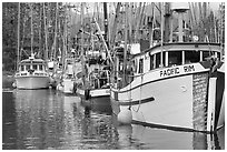 Fishing fleet, Uclulet. Vancouver Island, British Columbia, Canada ( black and white)