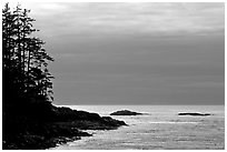 Trees and silvery light on Ocean, late afternoon. Pacific Rim National Park, Vancouver Island, British Columbia, Canada ( black and white)