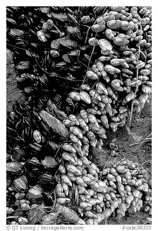Mussels, South Beach. Pacific Rim National Park, Vancouver Island, British Columbia, Canada (black and white)