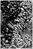 Mussels, South Beach. Pacific Rim National Park, Vancouver Island, British Columbia, Canada ( black and white)