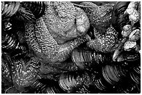 Sea stars and mussels,  South Beach. Pacific Rim National Park, Vancouver Island, British Columbia, Canada ( black and white)