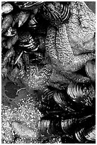 Sea stars and mussels,  South Beach. Pacific Rim National Park, Vancouver Island, British Columbia, Canada ( black and white)