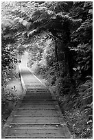 Boardwalk, South Beach trail. Pacific Rim National Park, Vancouver Island, British Columbia, Canada ( black and white)
