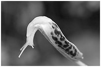 Slug. Pacific Rim National Park, Vancouver Island, British Columbia, Canada ( black and white)