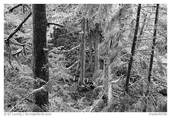Western Hemlock, red cedars, and firs on the trail to Schooner Point. Pacific Rim National Park, Vancouver Island, British Columbia, Canada (black and white)