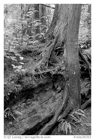 Nurse log and tree. Pacific Rim National Park, Vancouver Island, British Columbia, Canada (black and white)