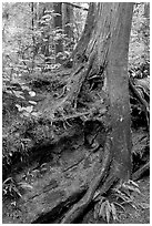 Nurse log and tree. Pacific Rim National Park, Vancouver Island, British Columbia, Canada (black and white)
