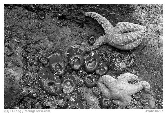Seastars and green anemones on a rock wall. Pacific Rim National Park, Vancouver Island, British Columbia, Canada (black and white)