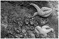 Seastars and green anemones on a rock wall. Pacific Rim National Park, Vancouver Island, British Columbia, Canada ( black and white)