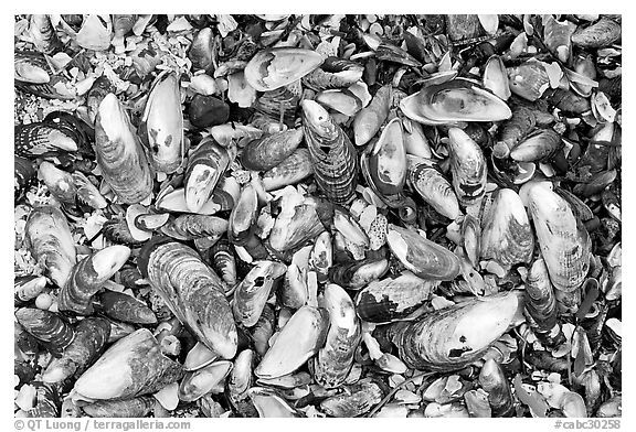 Mussel shells on beach. Pacific Rim National Park, Vancouver Island, British Columbia, Canada (black and white)
