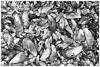 Mussel shells on beach. Pacific Rim National Park, Vancouver Island, British Columbia, Canada ( black and white)