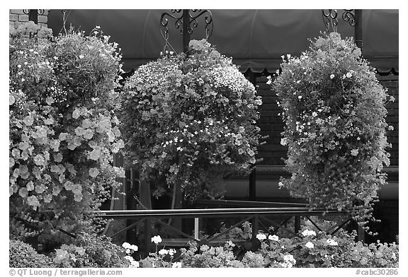 Hanging Flower baskets. Victoria, British Columbia, Canada (black and white)