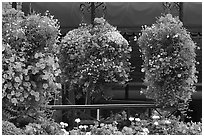 Hanging Flower baskets. Victoria, British Columbia, Canada ( black and white)
