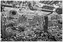 Bower overflowing with hanging baskets. Butchart Gardens, Victoria, British Columbia, Canada ( black and white)