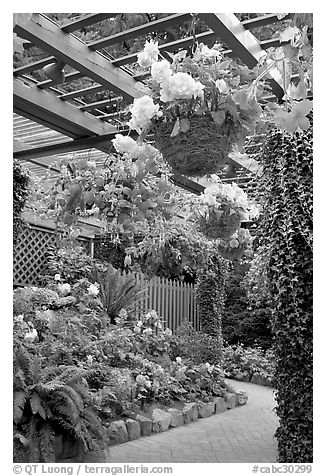Hanging baskets with begonias and fuchsias. Butchart Gardens, Victoria, British Columbia, Canada (black and white)