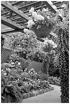 Hanging baskets with begonias and fuchsias. Butchart Gardens, Victoria, British Columbia, Canada ( black and white)