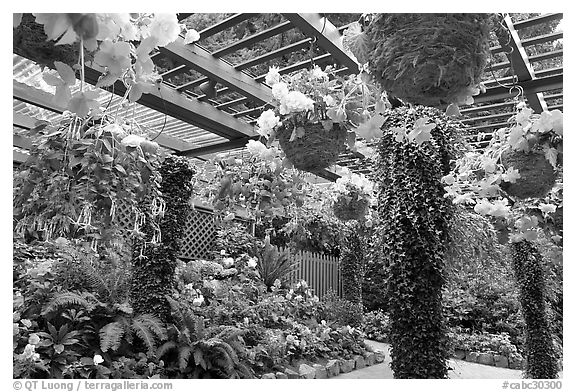 Bower overflowing with hanging baskets of begonias and fuchsias. Butchart Gardens, Victoria, British Columbia, Canada