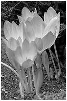 Crocus. Butchart Gardens, Victoria, British Columbia, Canada (black and white)