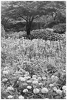Annual flowers and trees in Sunken Garden. Butchart Gardens, Victoria, British Columbia, Canada (black and white)