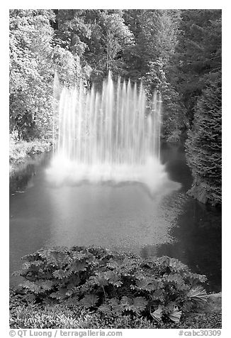 Ross Fountain. Butchart Gardens, Victoria, British Columbia, Canada (black and white)