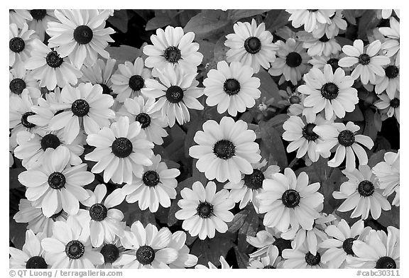 Yellow Daisies. Butchart Gardens, Victoria, British Columbia, Canada (black and white)