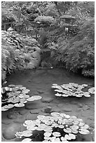 Lotus pond, Japanese Garden. Butchart Gardens, Victoria, British Columbia, Canada ( black and white)