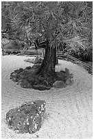 Gravel and tree, Japanese Garden. Butchart Gardens, Victoria, British Columbia, Canada (black and white)