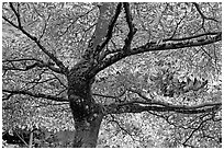 Variegated Dogwood (Cornus alba), Japanese Garden. Butchart Gardens, Victoria, British Columbia, Canada ( black and white)