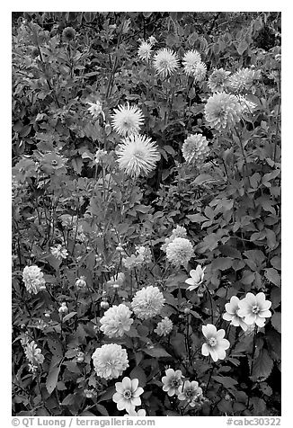 Dahlias. Butchart Gardens, Victoria, British Columbia, Canada (black and white)