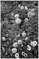 Dahlias. Butchart Gardens, Victoria, British Columbia, Canada ( black and white)
