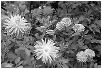 Dahlias. Butchart Gardens, Victoria, British Columbia, Canada ( black and white)