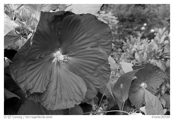 Hibiscus. Butchart Gardens, Victoria, British Columbia, Canada (black and white)