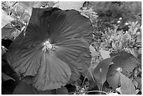Hibiscus. Butchart Gardens, Victoria, British Columbia, Canada ( black and white)