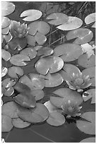 Water lilies. Butchart Gardens, Victoria, British Columbia, Canada (black and white)