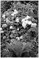 Flower arrangement in the Show Greenhouse. Butchart Gardens, Victoria, British Columbia, Canada ( black and white)