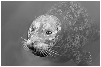 Harbor seal. Victoria, British Columbia, Canada ( black and white)