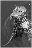 Harbour seal. Victoria, British Columbia, Canada ( black and white)