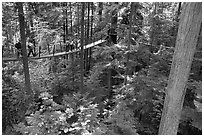 Treetop trail. Vancouver, British Columbia, Canada ( black and white)