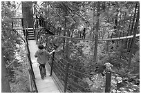 Treetop trail. Vancouver, British Columbia, Canada ( black and white)
