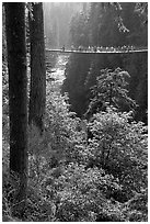 Capilano suspension bridge. Vancouver, British Columbia, Canada ( black and white)