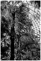 Tropical tree in Bloedel conservatory, Queen Elizabeth Park. Vancouver, British Columbia, Canada ( black and white)