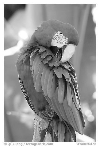 Colorful Parrot, Bloedel conservatory, Queen Elizabeth Park. Vancouver, British Columbia, Canada (black and white)