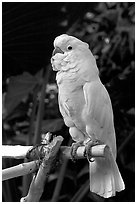 White Parrot, Bloedel conservatory, Queen Elizabeth Park. Vancouver, British Columbia, Canada ( black and white)