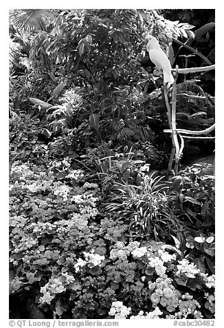 White Parrot and flowers, Bloedel conservatory, Queen Elizabeth Park. Vancouver, British Columbia, Canada (black and white)